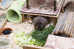 smoothhaired guinea pig