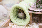 smoothhaired guinea pig