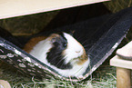 smoothhaired guinea pig