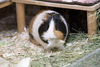 smoothhaired guinea pig