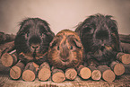 3 smoothhaired guinea pigs