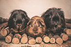 3 smoothhaired guinea pigs