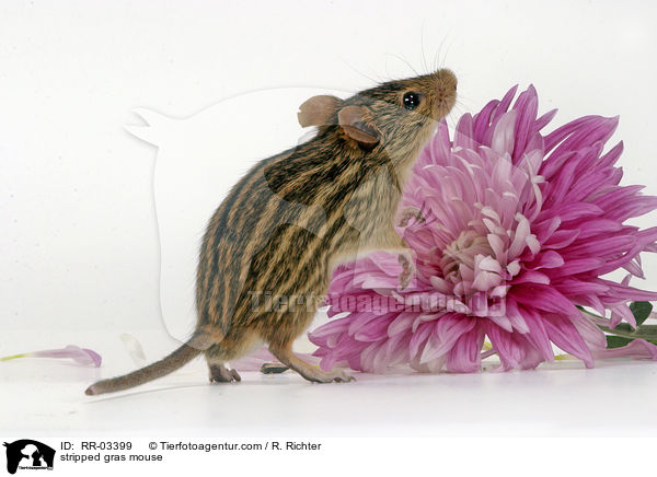 Streifenmaus / stripped gras mouse / RR-03399
