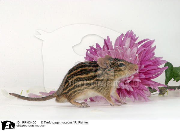 stripped gras mouse / RR-03400
