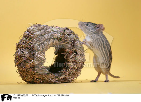 mouse / RR-03562