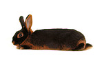tan rabbit