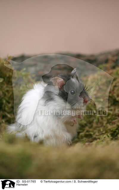 Hamster / Hamster / SS-01765