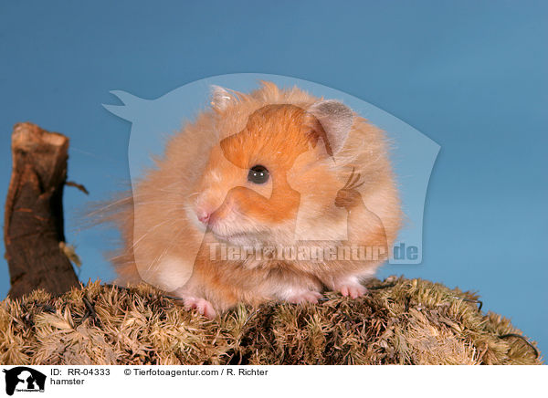 hamster / RR-04333