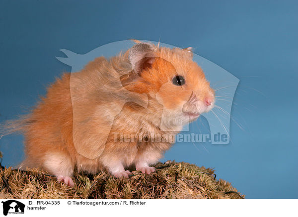 hamster / RR-04335