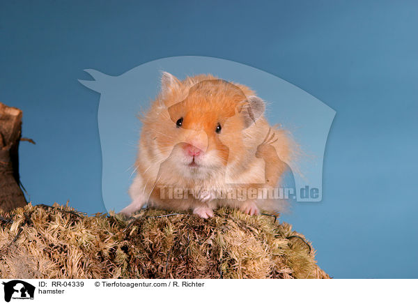 hamster / RR-04339