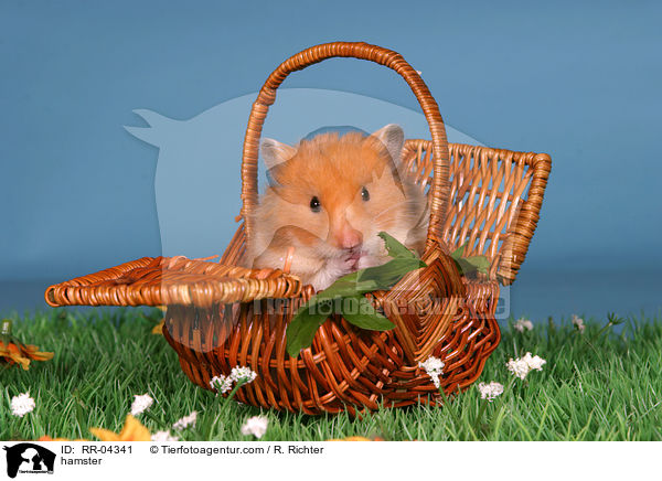 hamster / RR-04341