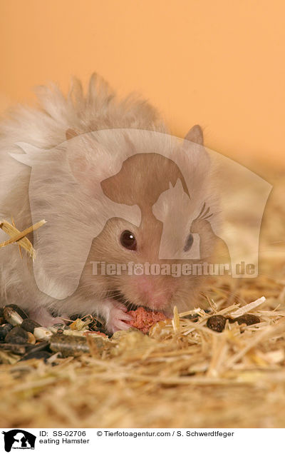 eating Hamster / SS-02706