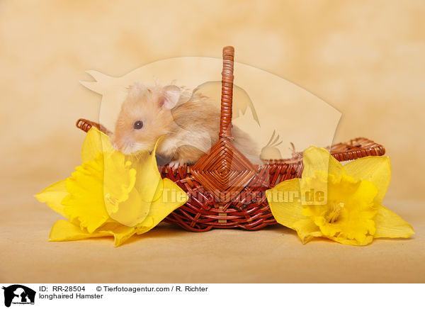 longhaired Hamster / RR-28504