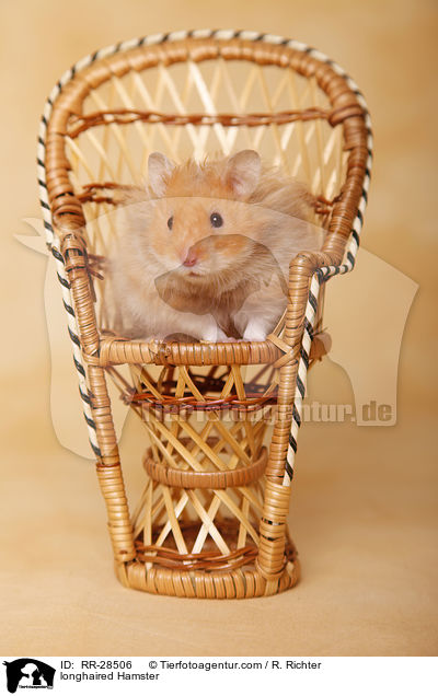 Teddyhamster / longhaired Hamster / RR-28506