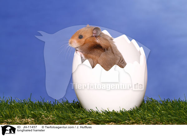 longhaired hamster / JH-11457