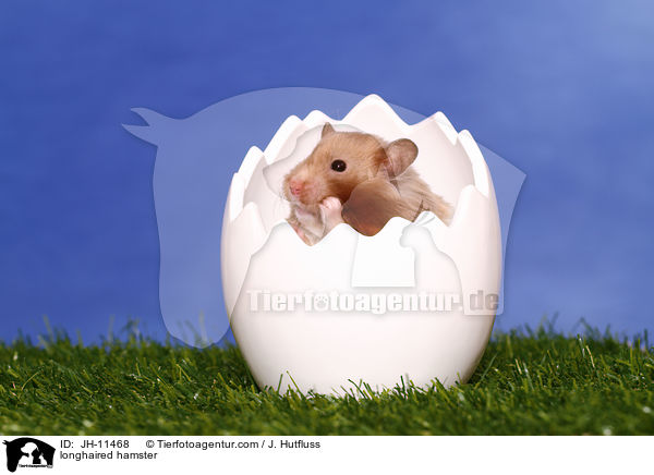 longhaired hamster / JH-11468