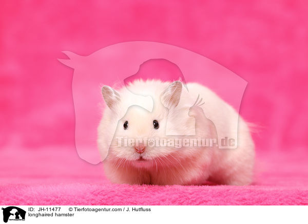 Teddyhamster / longhaired hamster / JH-11477