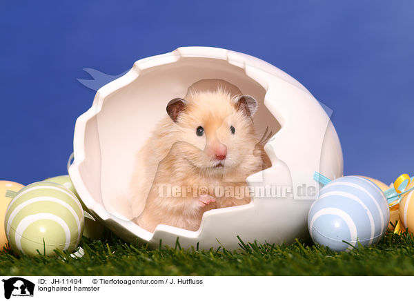 longhaired hamster / JH-11494