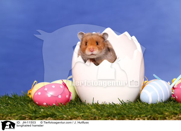 longhaired hamster / JH-11503