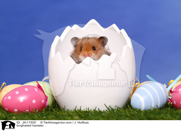 longhaired hamster / JH-11505