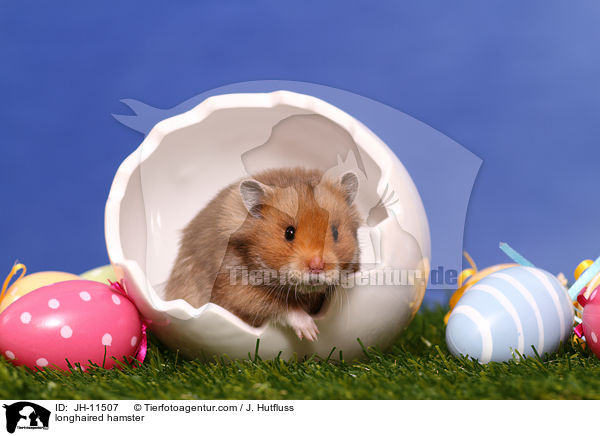 longhaired hamster / JH-11507