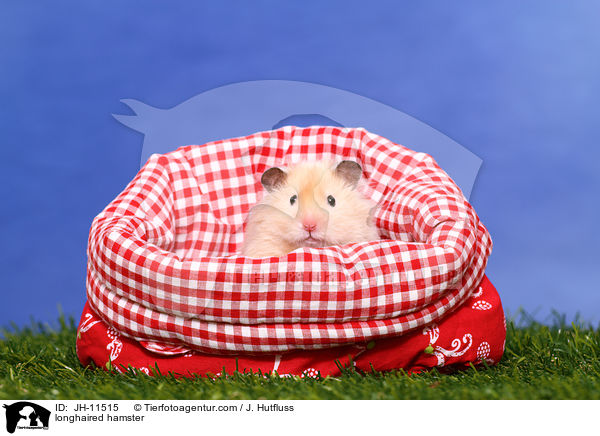 longhaired hamster / JH-11515