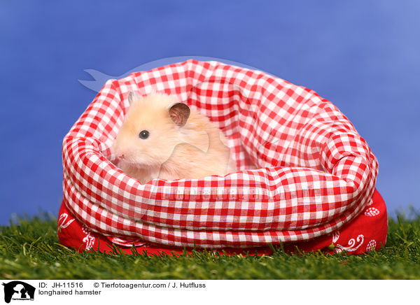 longhaired hamster / JH-11516
