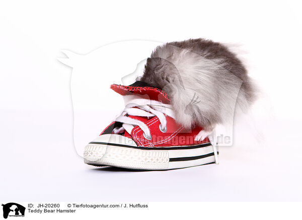 Teddyhamster / Teddy Bear Hamster / JH-20260