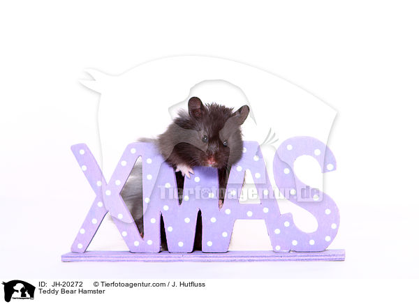 Teddy Bear Hamster / JH-20272