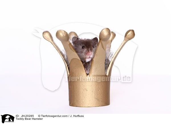 Teddy Bear Hamster / JH-20285