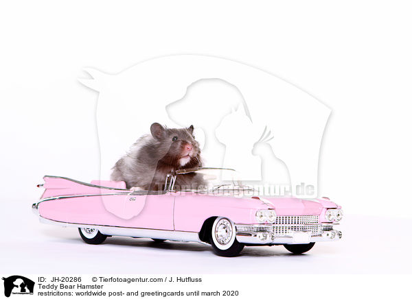 Teddy Bear Hamster / JH-20286
