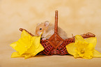 longhaired Hamster