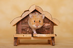 longhaired Hamster