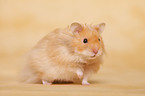 longhaired Hamster