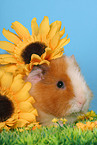 Texel guinea pig with flowers