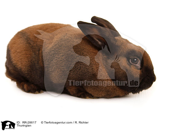 Thuringian / RR-28617