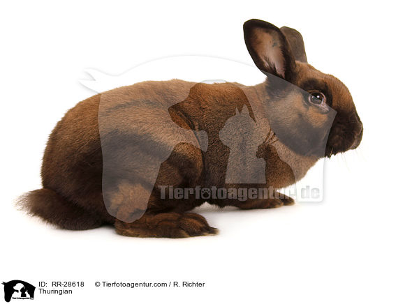 Thuringian / RR-28618