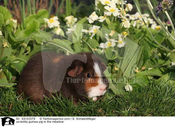 us-teddy guinea pig in the meadow / SS-03379