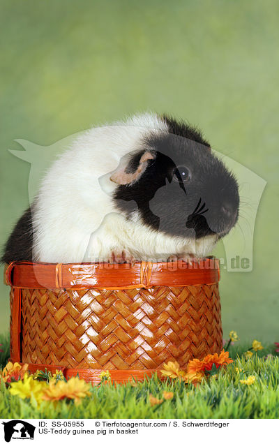 US-Teddy Meerschwein im Krbchen / US-Teddy guinea pig in basket / SS-05955