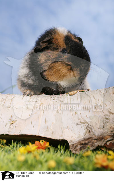 guinea pig / RR-12864