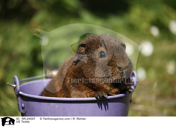 US Teddy / US Teddy / RR-26687