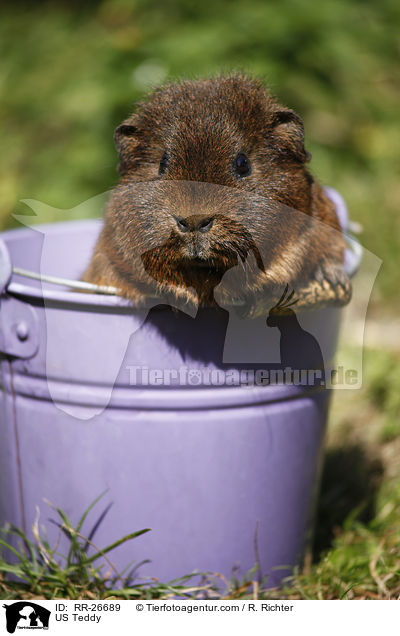 US Teddy / US Teddy / RR-26689