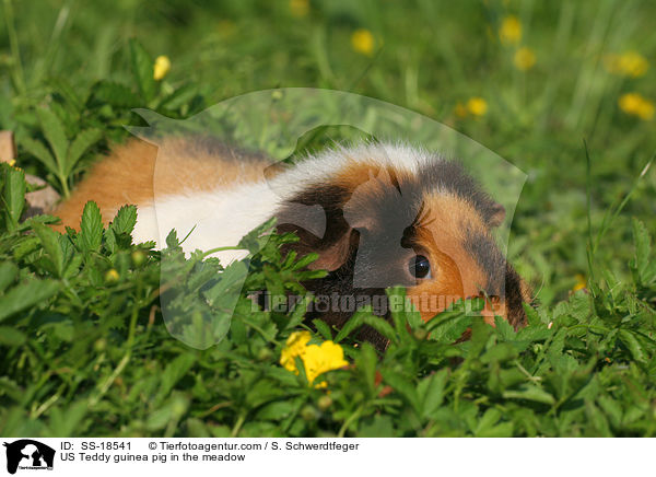 US Teddy Meerschweinchen auf der Wiese / US Teddy guinea pig in the meadow / SS-18541