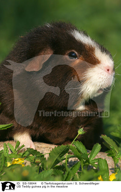 US Teddy Meerschweinchen auf der Wiese / US Teddy guinea pig in the meadow / SS-18644