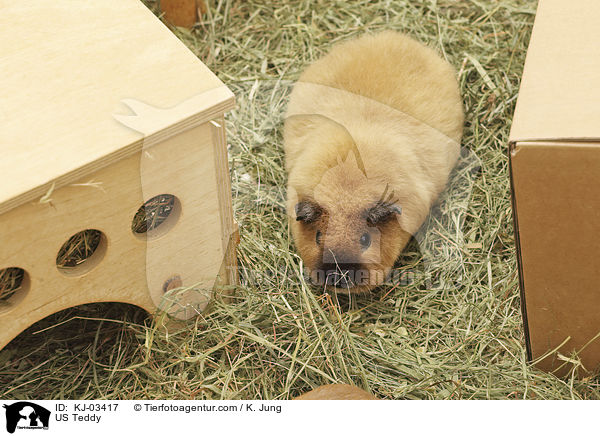 US-Teddy / US Teddy / KJ-03417
