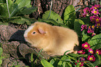 us-teddy guinea pig in garden