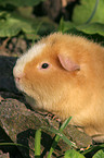 us-teddy guinea pig in garden