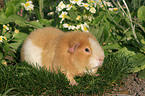 us-teddy guinea pig in garden