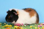 us-teddy guinea pig