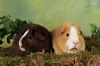 US Teddy guinea pigs